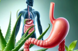 Why You Should Drink Aloe Vera Water Daily: 11 Amazing Benefits