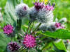 Burdock Root Explained: Powerful Health Benefits and Side Effects You Need to Know