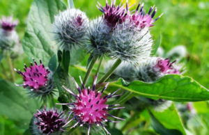 Burdock Root Explained: Powerful Health Benefits and Side Effects You Need to Know