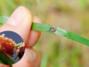 Eliminate Tick Eggs in Your Yard: Quick and Effective Removal Tips