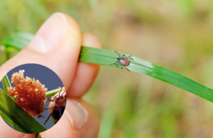 Eliminate Tick Eggs in Your Yard: Quick and Effective Removal Tips