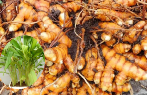 Grow Turmeric Anywhere: A Complete Guide to Container Gardening