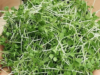 The Easy Guide to Growing Chia Microgreens and Boosting Your Health