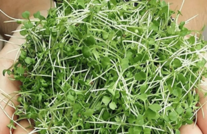 The Easy Guide to Growing Chia Microgreens and Boosting Your Health