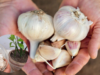 5 Natural Ways Garlic Can Boost Your Garden’s Health