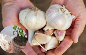 5 Natural Ways Garlic Can Boost Your Garden’s Health