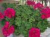 The Best Way to Water Geraniums for Constant, Vibrant Blooms