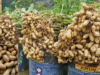 How to Grow Peanuts in Pots: An Easy Step-by-Step Guide