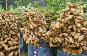 How to Grow Peanuts in Pots: An Easy Step-by-Step Guide