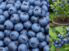 Thinking of Growing Blueberries in Pots? Here Are 4 Things You Need to Know