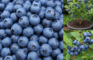 Thinking of Growing Blueberries in Pots? Here Are 4 Things You Need to Know