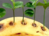 Can You Plant a Lemon Tree with a Banana? Yes, and Here’s How!