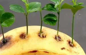 Can You Plant a Lemon Tree with a Banana? Yes, and Here’s How!