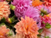 How to Create the Perfect Growing Environment for Dahlias