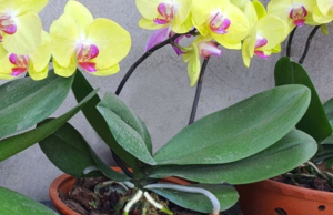 6 Secrets to Long-Lasting, Beautiful Orchid Blooms