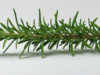 Never Let Your Rosemary Dry Out Again—Here’s the Gardener’s Secret