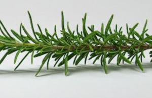 Never Let Your Rosemary Dry Out Again—Here’s the Gardener’s Secret