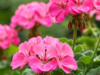 Want Thriving Geraniums? Water Them Like This for Full Blooms