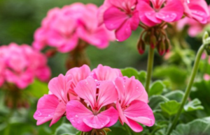 Want Thriving Geraniums? Water Them Like This for Full Blooms