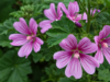 Common Mallow: More Than a Weed—Discover Its Hidden Value
