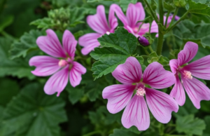 Common Mallow: More Than a Weed—Discover Its Hidden Value