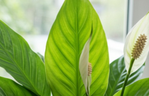 You’ll Be Shocked at How This ‘Waste’ Boosts Your Plants’ Growth