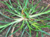 30 Incredible Reasons to Use Goosegrass (Eleusine Indica) for Your Health
