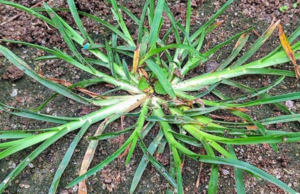 30 Incredible Reasons to Use Goosegrass (Eleusine Indica) for Your Health