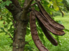 Carob: The Ancient Superfruit with Incredible Nutritional Benefits