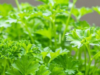 Never Buy Parsley Again—This Trick Gives You an Endless Supply