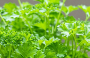 Never Buy Parsley Again—This Trick Gives You an Endless Supply