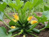 Courgettes Growing Secret: Triple Your Harvest in Weeks (Even in Pots!)
