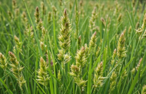 Goose Grass: A Natural Healer You Need to Know About