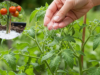 Grow Gorgeous Tomatoes Quickly with These 5 Simple Ingredients
