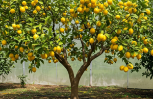 Grow Lemons from Seeds Easily with This Lemon Magic Trick