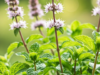 Grow Mint Like a Pro: The Ultimate Home Gardening Guide