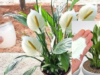 Ensure Your Peace Lily Stays Lush and Blooms Beautifully with This Simple Secret