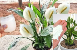 Ensure Your Peace Lily Stays Lush and Blooms Beautifully with This Simple Secret