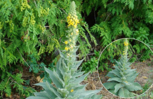 Most People Overlook This Plant, But It’s a Hidden Treasure