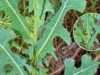 Prickly Lettuce: A Guide to Its Healing and Practical Uses