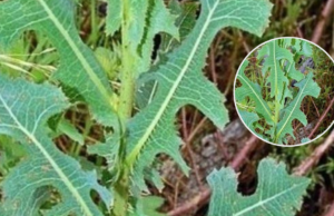 Prickly Lettuce: A Guide to Its Healing and Practical Uses