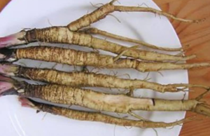 Discover the Benefits of Greater Burdock Root: A Plant That Supports Your Health