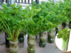 Grow Celery at Home from a Stalk: An Easy Step-by-Step Guide