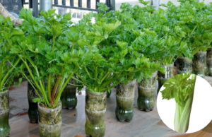 Grow Celery at Home from a Stalk: An Easy Step-by-Step Guide