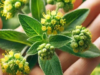 Euphorbia Hirta: A Natural Boost for Respiratory and Immune Health