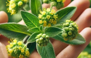 Euphorbia Hirta: A Natural Boost for Respiratory and Immune Health