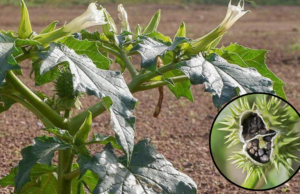 Datura Stramonium: Secrets of the Thorn Apple Plant