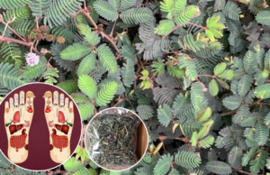 The Incredible Health Benefits of Mimosa Pudica: Nature’s Touch-Me-Not Herb