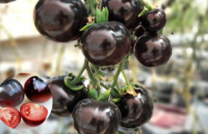 Kumato Tomatoes: The Superfood You Can Easily Grow for Amazing Health Benefits