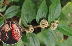 Natural Aid for Respiratory and Immune Support: Euphorbia Hirta